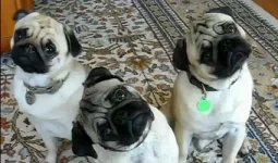 confused-pug-puppies_425.webp